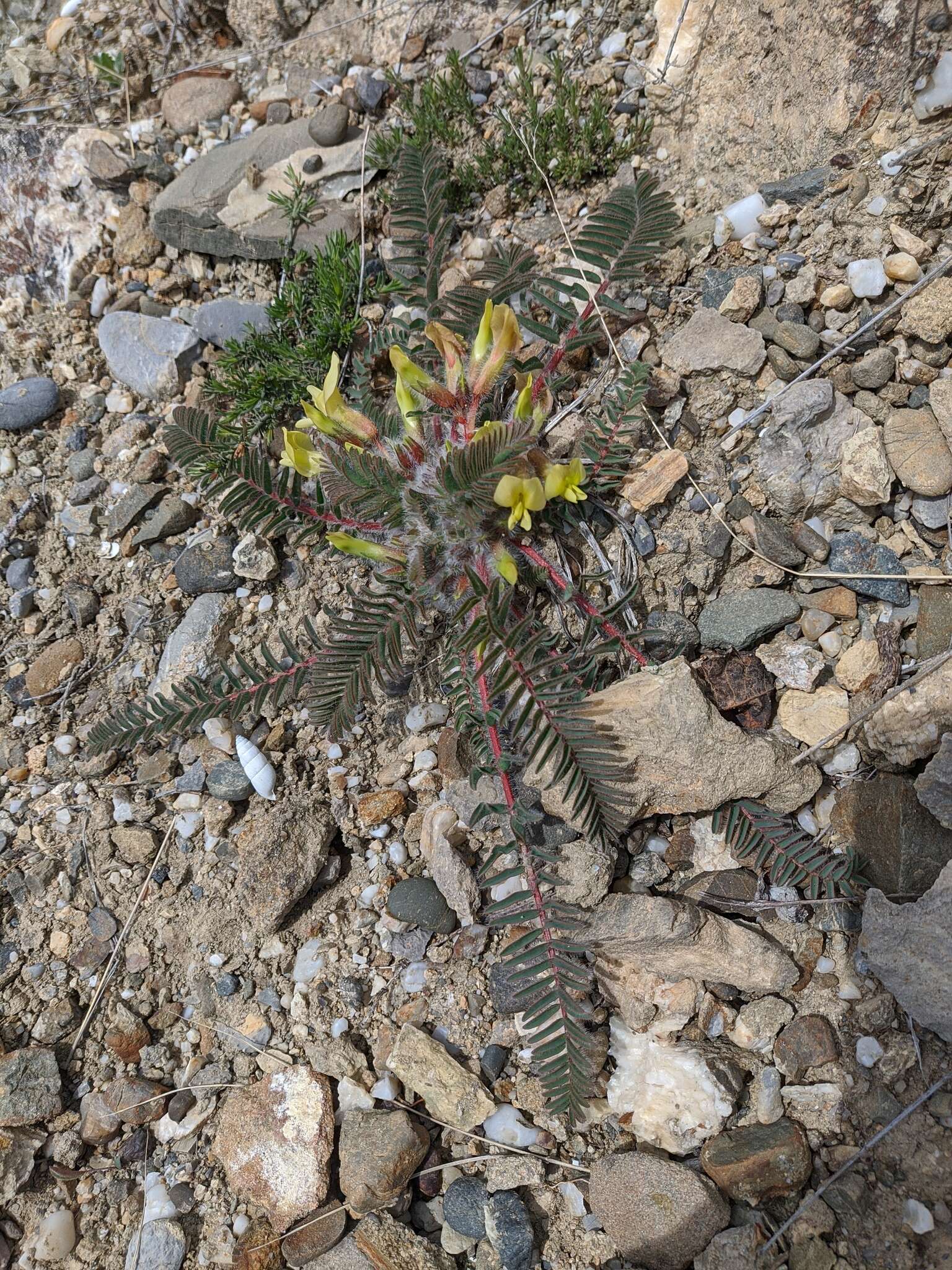 Sivun Astragalus utriger Pall. kuva