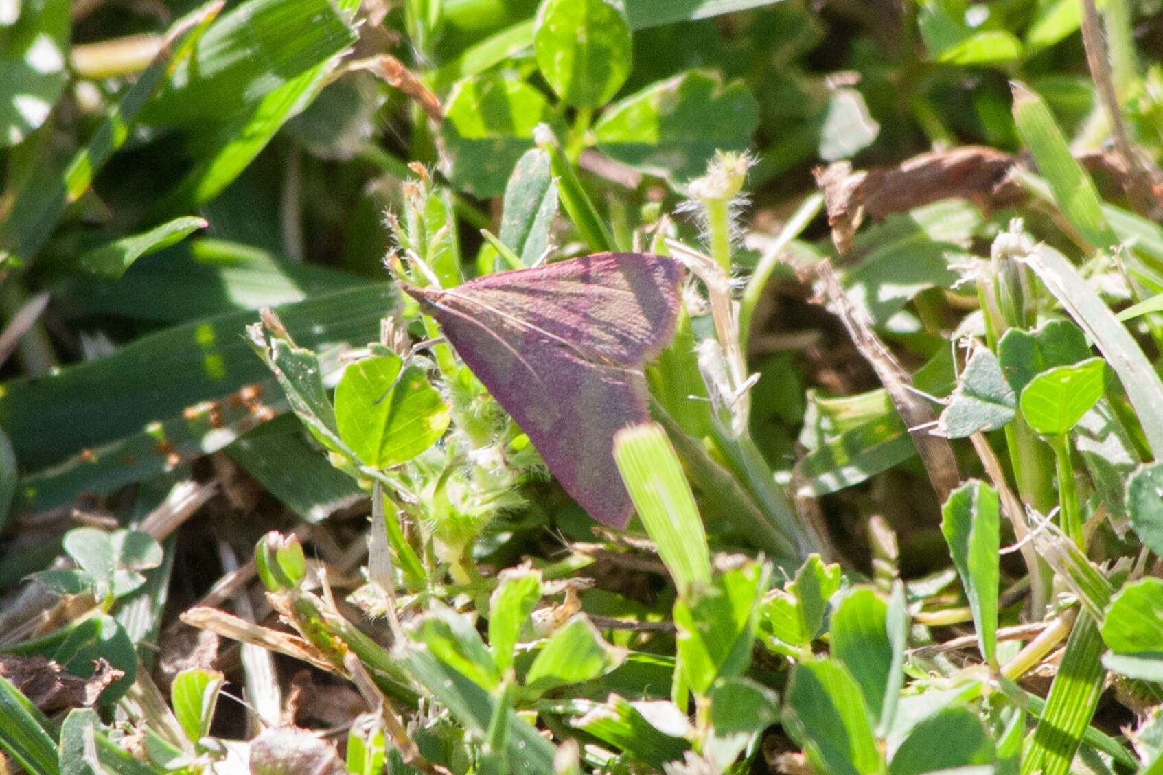 Image of Southern Purple Mint Moth