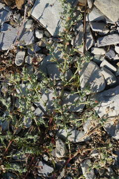 Image of gray rupturewort