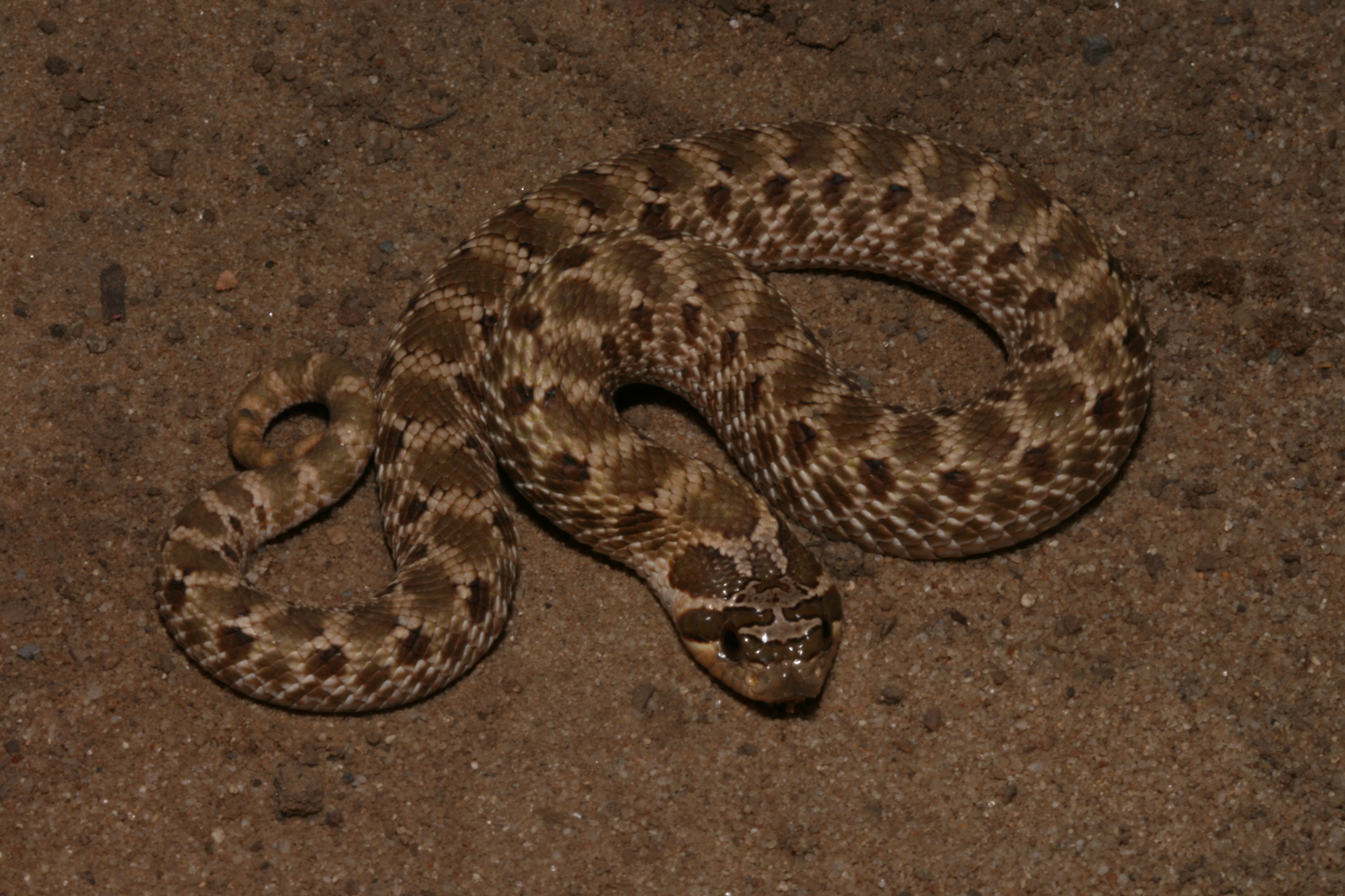 Western Hognose Snake Encyclopedia Of Life