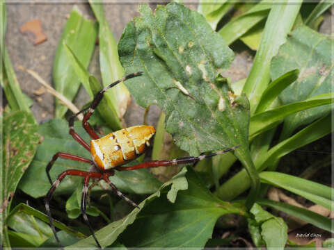 Imagem de Argiope ocula Fox 1938