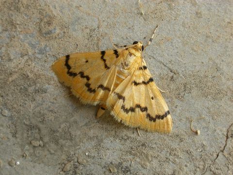 Image of <i>Dichocrocis clytusalis</i>