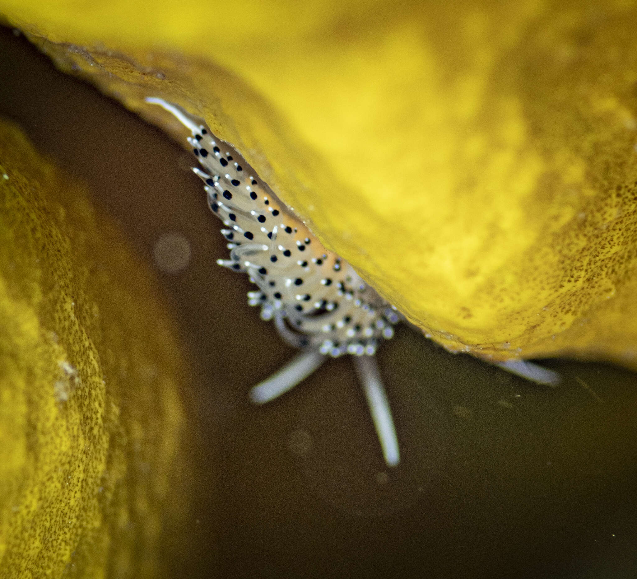 Image of Caloria elegans (Alder & Hancock 1845)