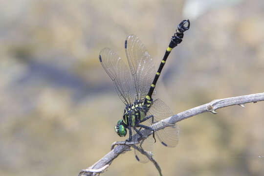 صورة Lamelligomphus camelus (Martin 1904)