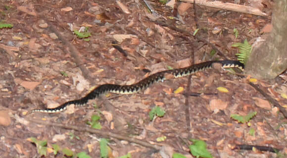 Image of Malagasy hognose snake