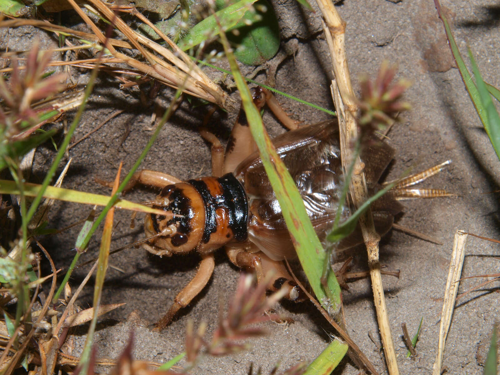 Image of Brachytrupes membranaceus (Drury 1770)