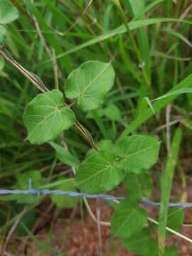 Plancia ëd Funastrum lindenianum (Decne.) Schltr.