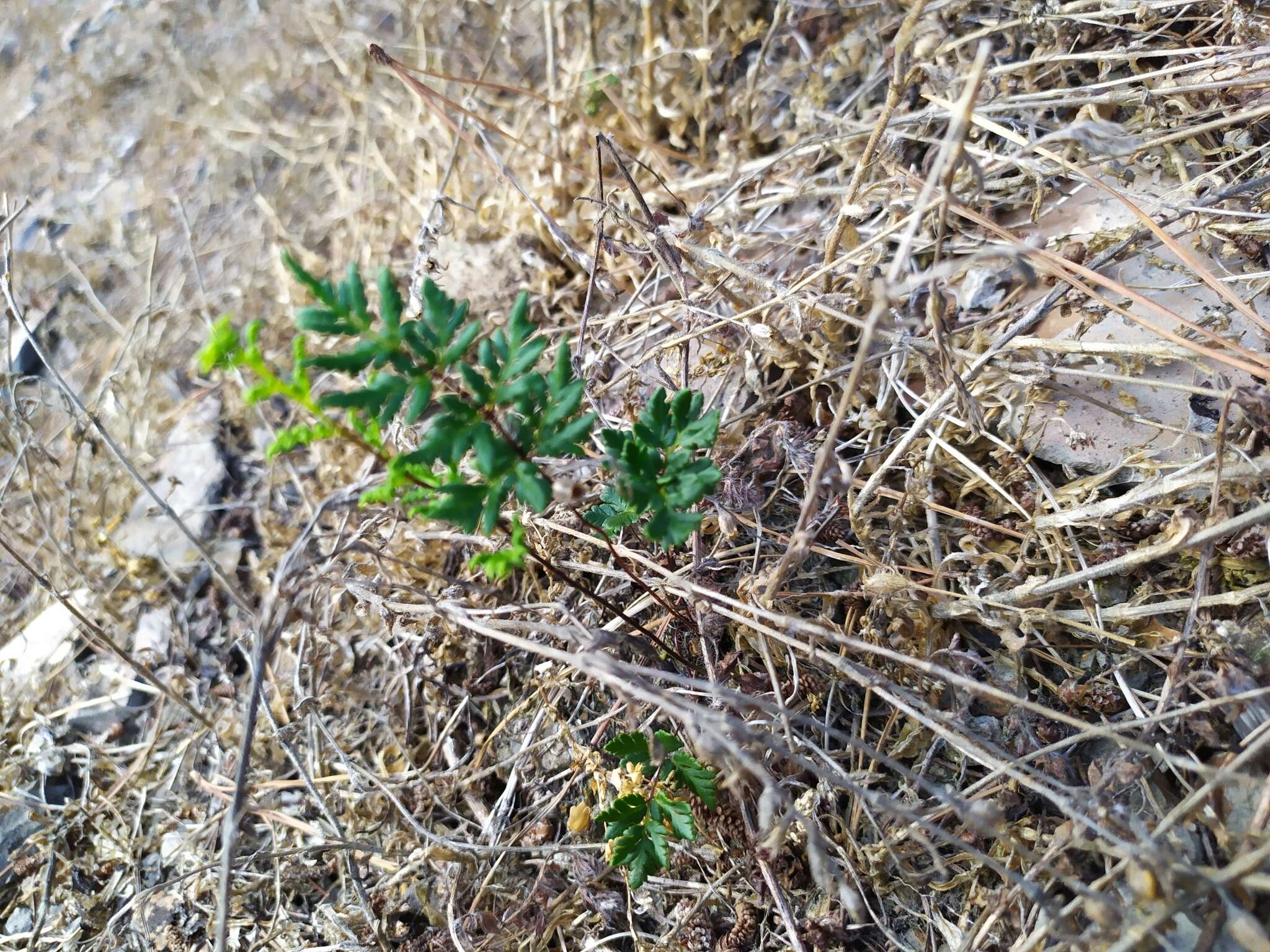 Image of Cheilanthes sieberi subsp. sieberi