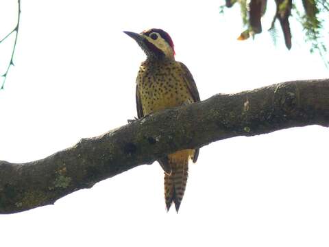 Image of Spot-breasted Woodpecker