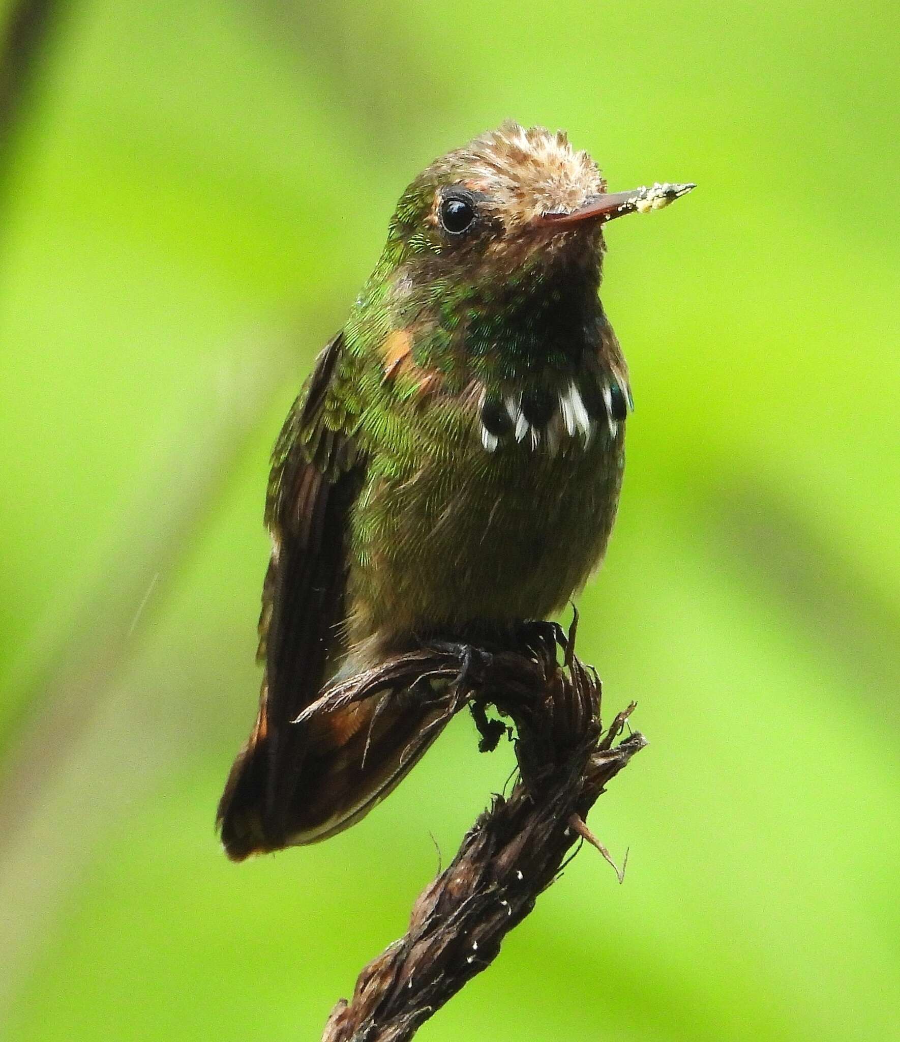 Lophornis stictolophus Salvin, Elliot & DG 1873 resmi