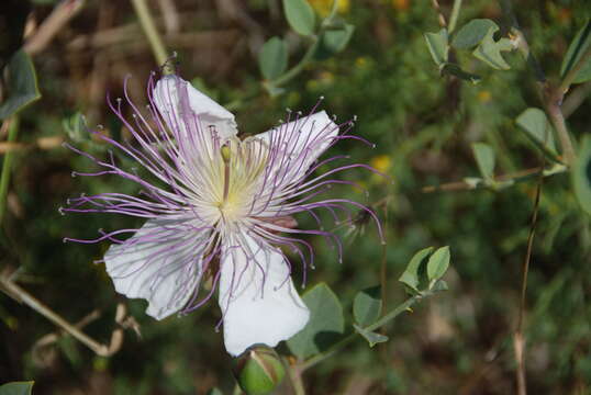 Image of Capparis spinosa var. canescens Coss.