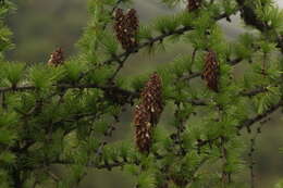 Image of Sikkim Larch