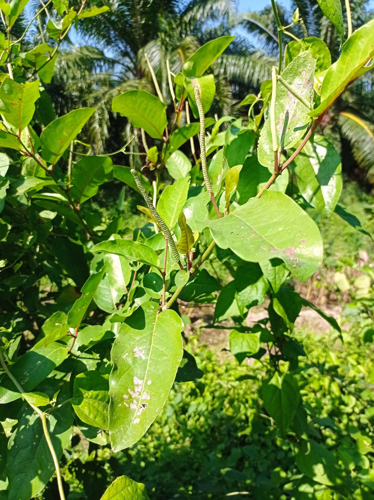 Image of Piper arboreum Aubl.