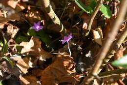 Image de Pseuderanthemum praecox (Benth.) Leonard