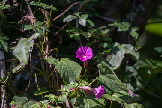 Image of Ipomoea chenopodiifolia (M. Mart. & Gal.) Hemsl.