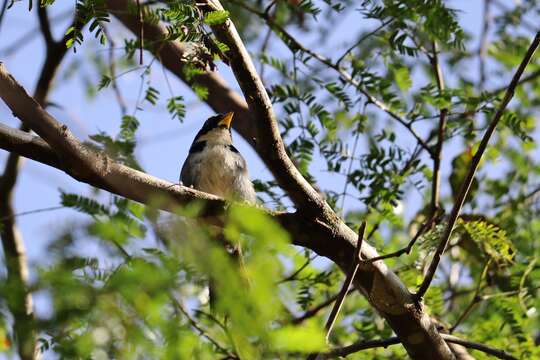 Image of Half-collared Sparrow