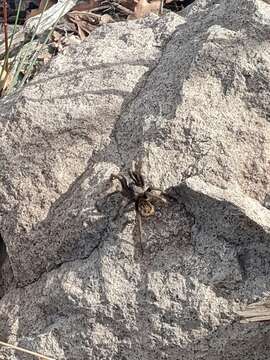 Image of Aphonopelma mareki Hamilton, Hendrixson & Bond 2016