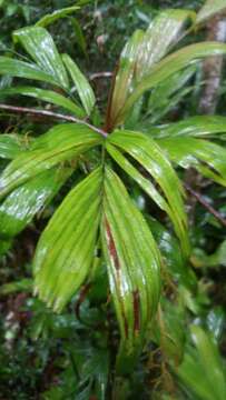 Sivun Dypsis hildebrandtii (Baill.) Becc. kuva