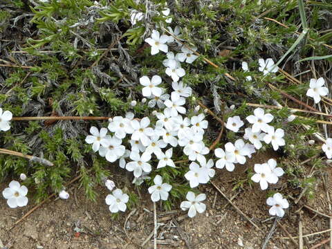 Imagem de Phlox diffusa Benth.