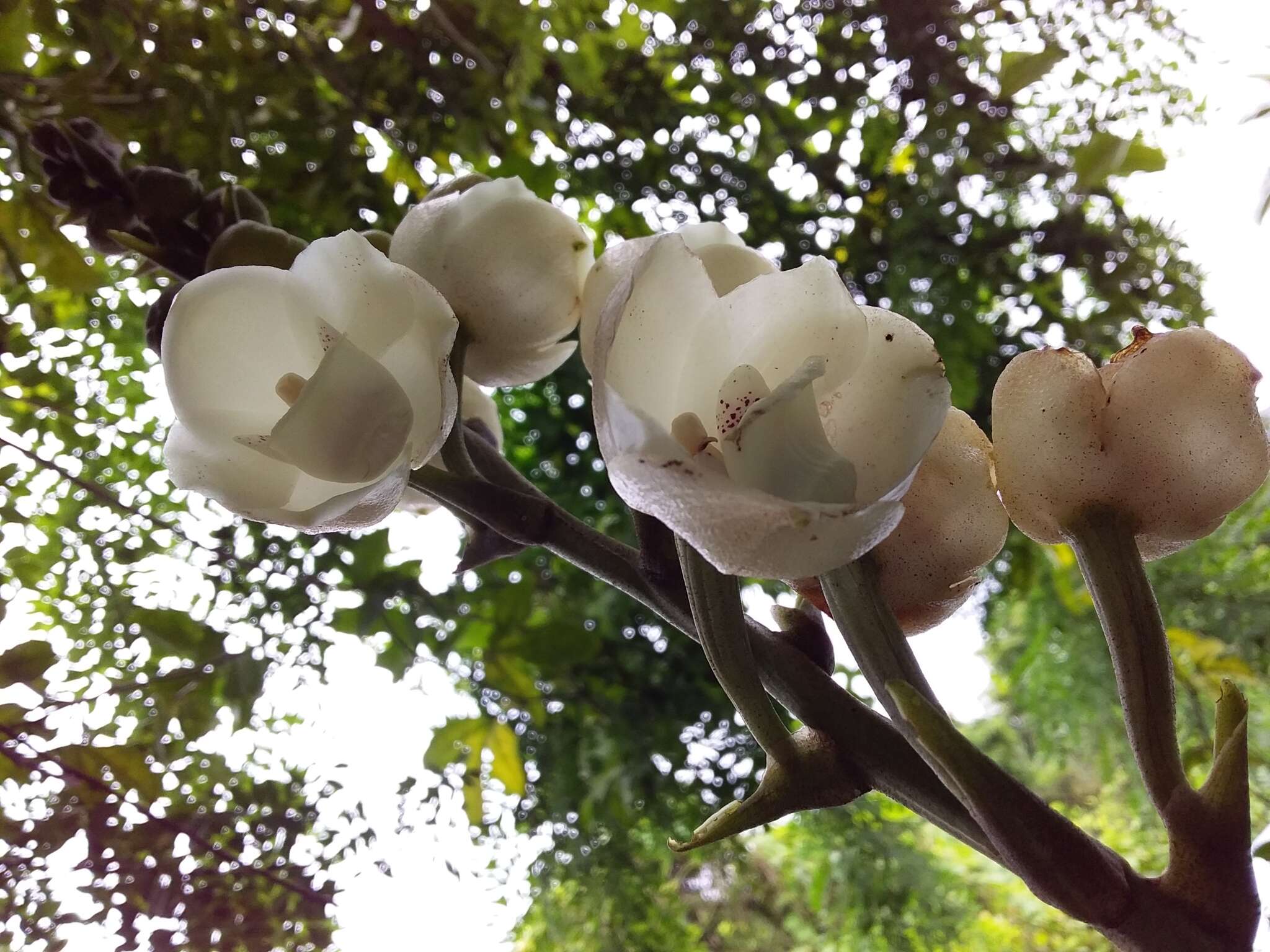 Image of Dove orchid