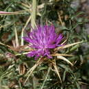 Plancia ëd Centaurea calcitrapa subsp. calcitrapa