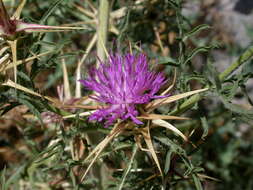 Image of Centaurea calcitrapa subsp. calcitrapa