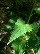 Image of Phyteuma ovatum subsp. pseudospicatum Pignatti