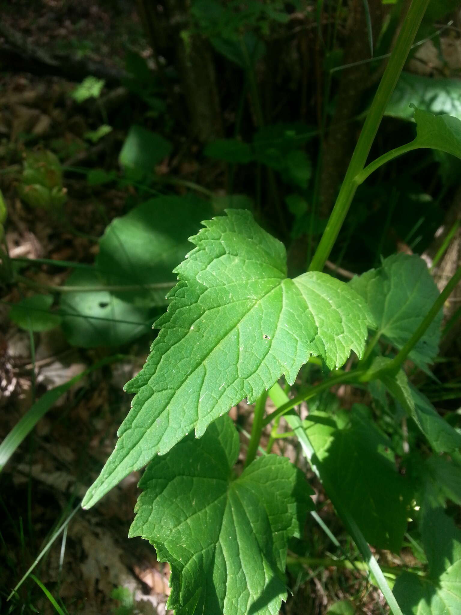 Image of Phyteuma ovatum subsp. pseudospicatum Pignatti