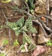 صورة Gonialoe variegata (L.) Boatwr. & J. C. Manning