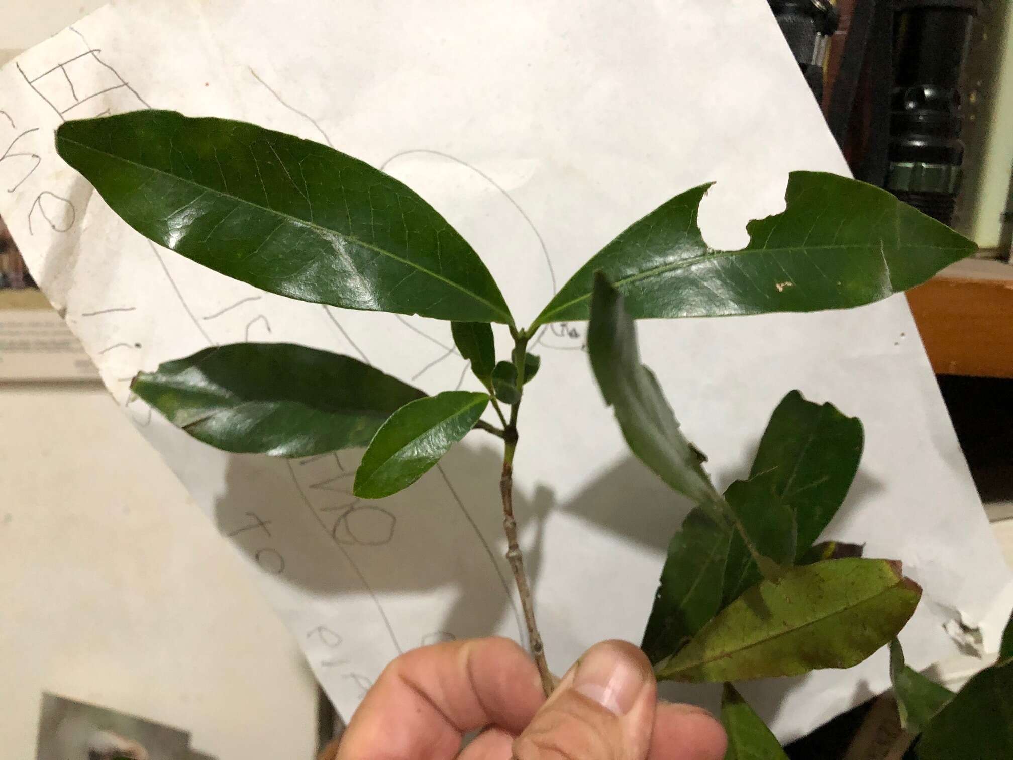 Image of Ixora beckleri Benth.