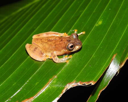 Image of Dendropsophus leali (Bokermann 1964)