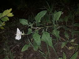 Sivun <i>Oenothera centaurifolia</i> kuva