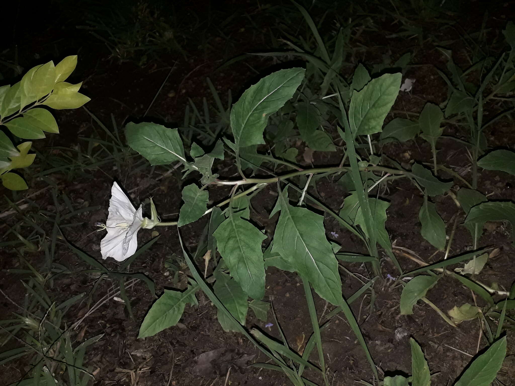 Sivun <i>Oenothera centaurifolia</i> kuva