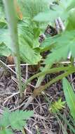 Image of Rocky Mountain hemlockparsley