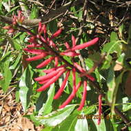 Слика од Erythrina herbacea L.