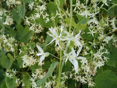 Image of Echinopepon pubescens (Benth.) Rose