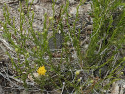 Image of rayless goldenhead