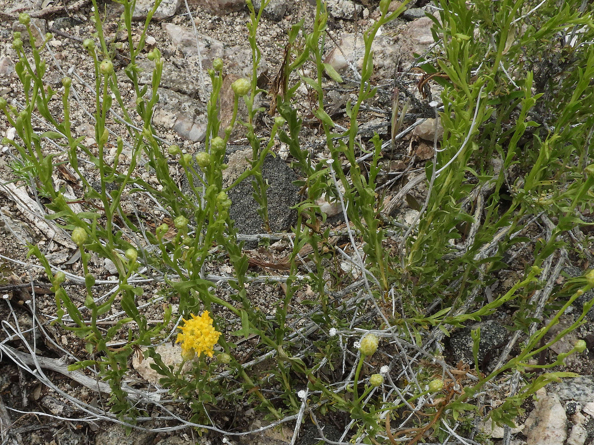 Image of rayless goldenhead