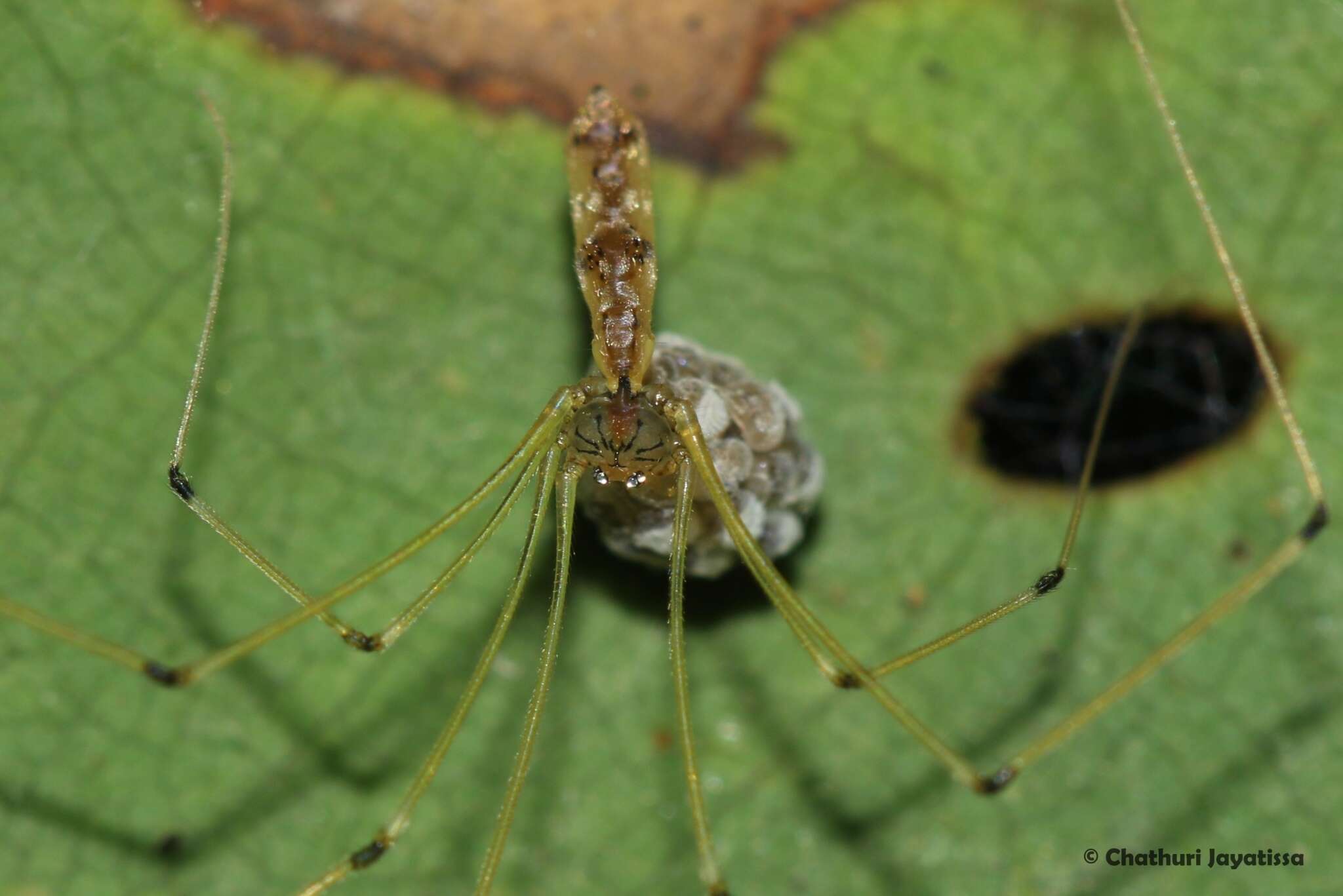 Plancia ëd Tissahamia ethagala (Huber 2011)