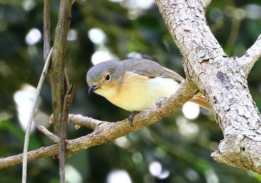 Image of Red-tailed Vangas