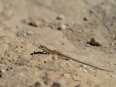 Слика од Ophisops elegans schlueteri Boettger 1880