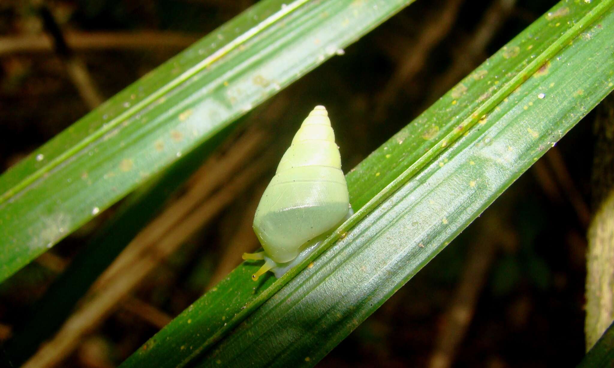 Image of Leiostracus perlucidus (Spix 1827)