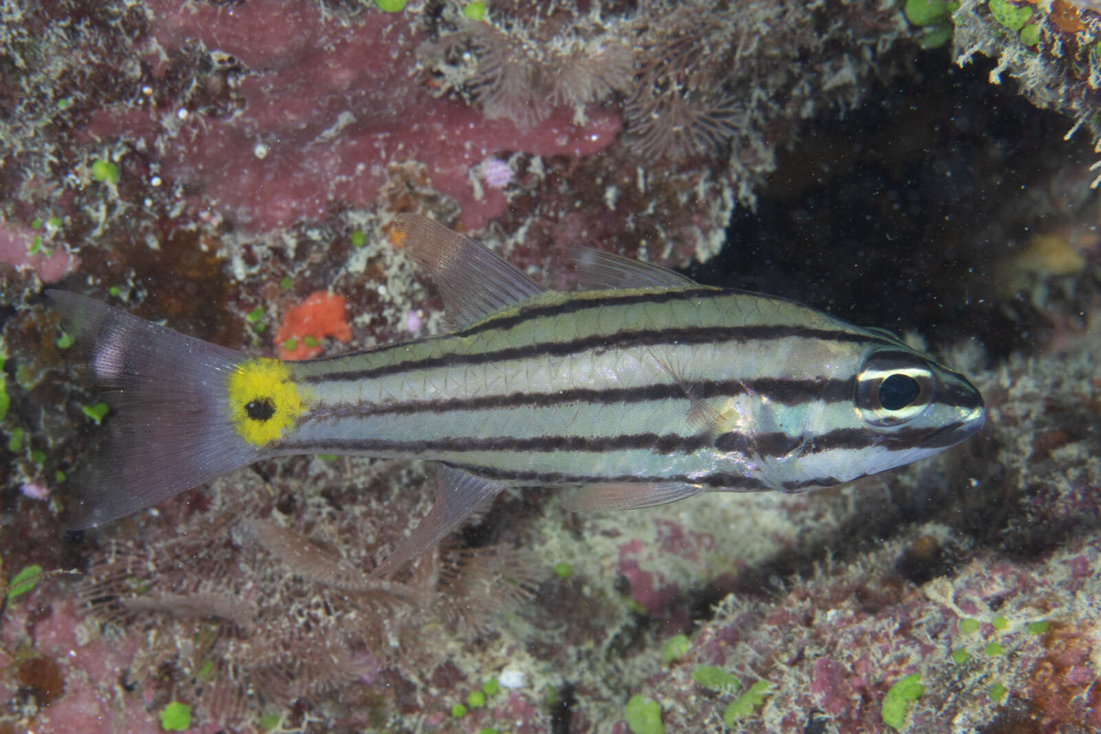 Image of Toothy cardinalfish