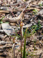 Image of Daddy-long-legs