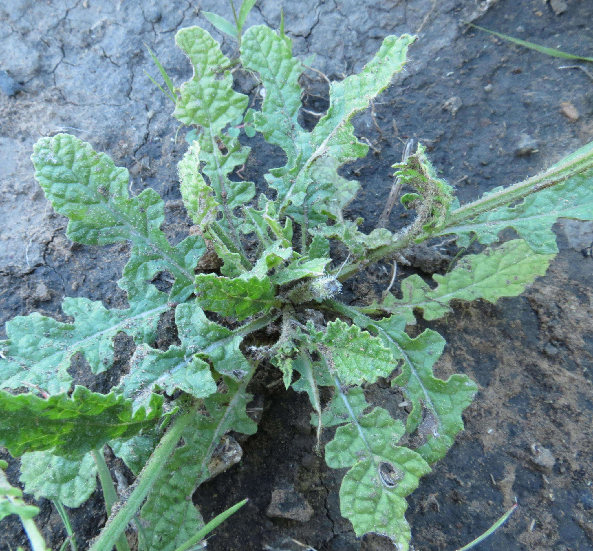 Image of Salvia runcinata L. fil.