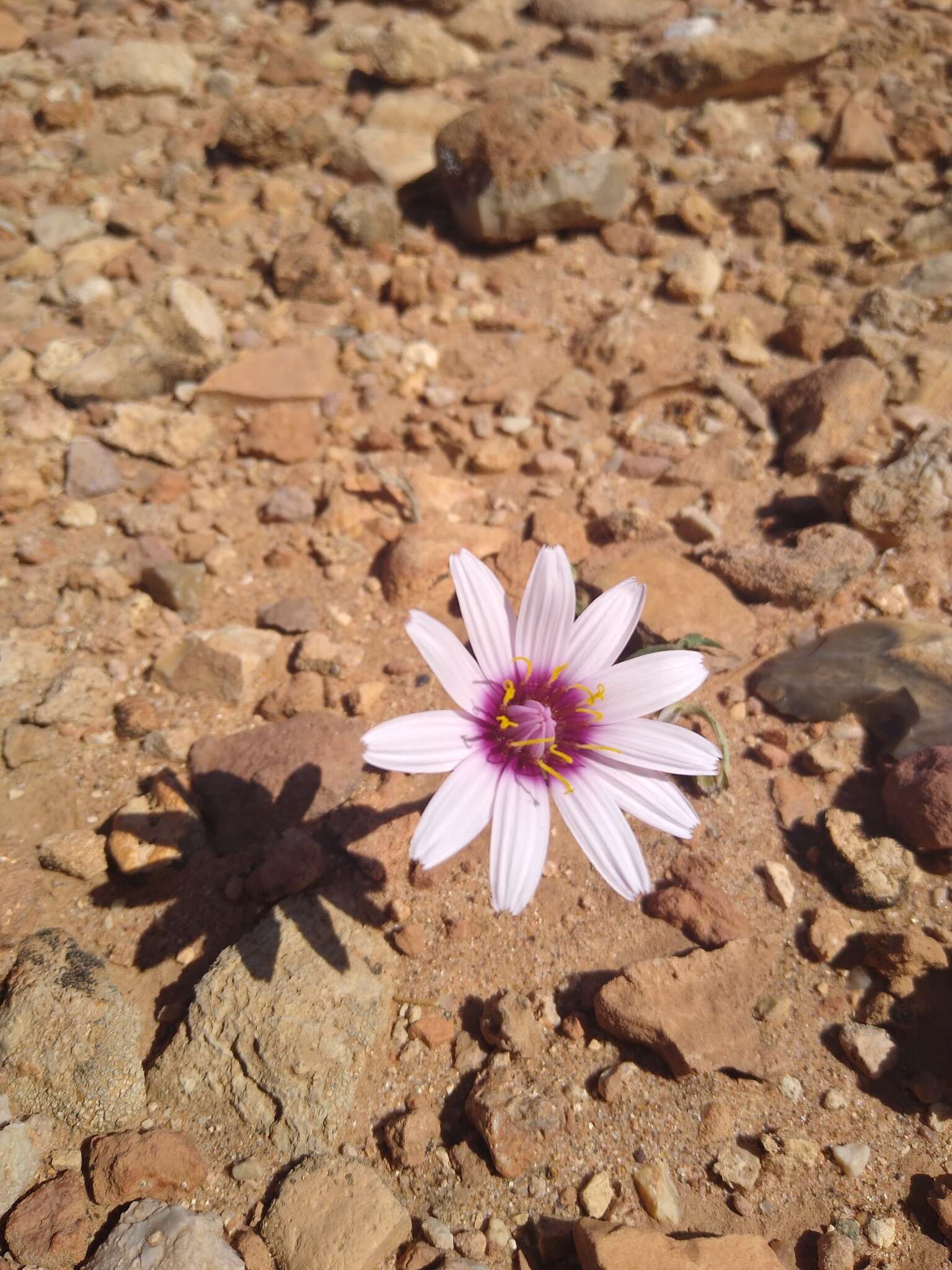 Image of Pseudopodospermum undulatum (Vahl) Zaika, Sukhor. & N. Kilian