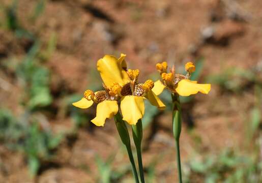 Imagem de Trimezia juncifolia (Klatt) Benth. & Hook. fil.