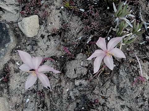 Image of Gethyllis villosa (Thunb.) Thunb.