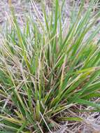 Image of Uruguayan needlegrass