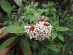 صورة Phyllopentas schimperi (Hochst.)